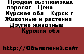 Продам вьетнамских поросят › Цена ­ 2 000 - Курская обл., Курск г. Животные и растения » Другие животные   . Курская обл.